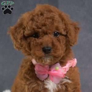 Daisy, Mini Goldendoodle Puppy