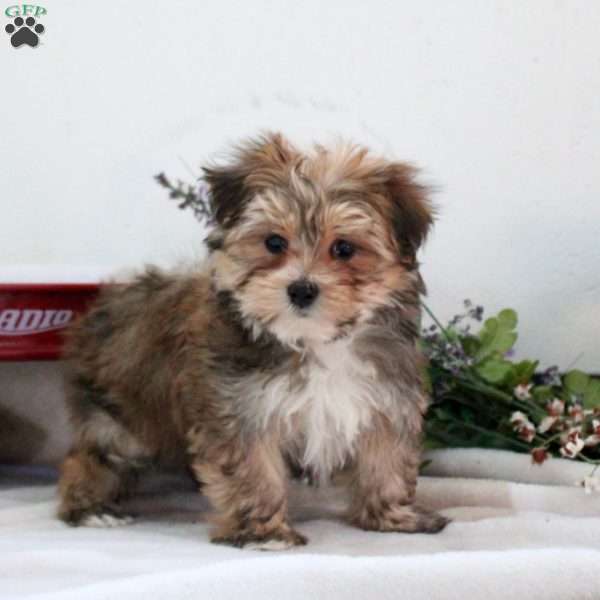 Daisy, Morkie / Yorktese Puppy