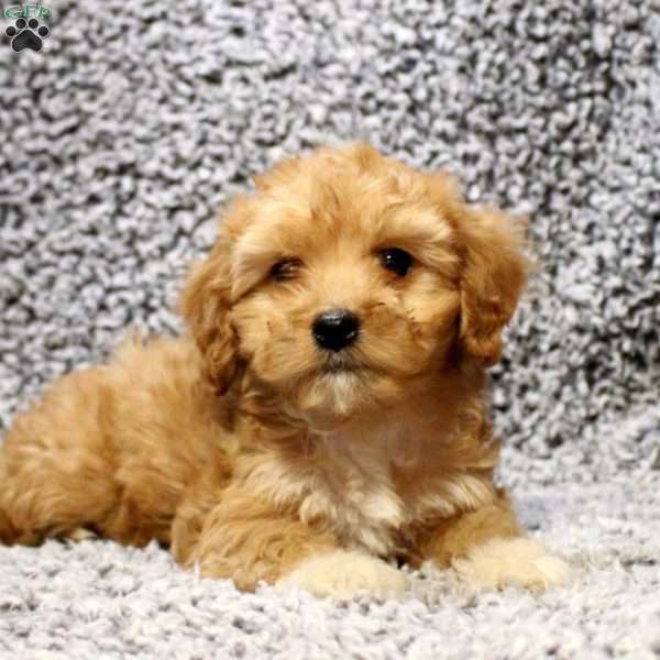 Daisy, Cavapoo Puppy