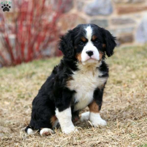 Daisy, Miniature Bernese Mountain Dog Puppy