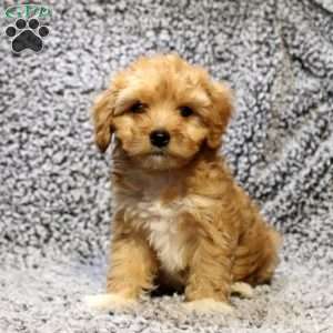 Daisy, Cavapoo Puppy