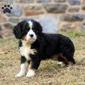 Daisy, Miniature Bernese Mountain Dog Puppy