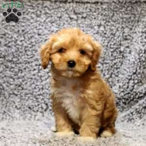 Daisy, Cavapoo Puppy