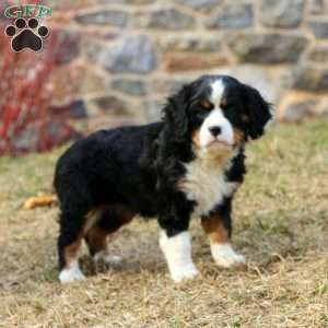 Daisy, Miniature Bernese Mountain Dog Puppy