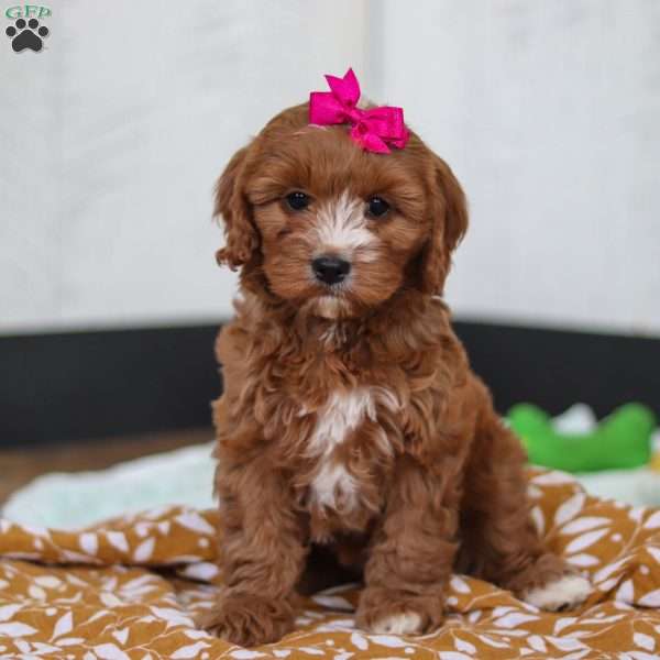 Dakota, Cavapoo Puppy