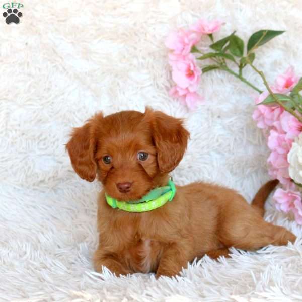 Dakota, Cavapoo Puppy