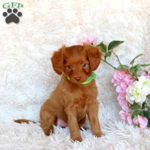 Dakota, Cavapoo Puppy