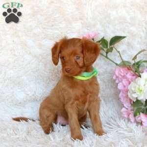 Dakota, Cavapoo Puppy