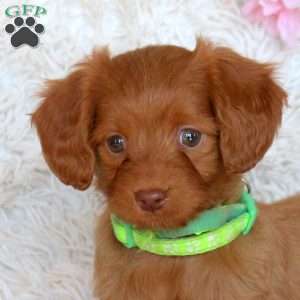 Dakota, Cavapoo Puppy