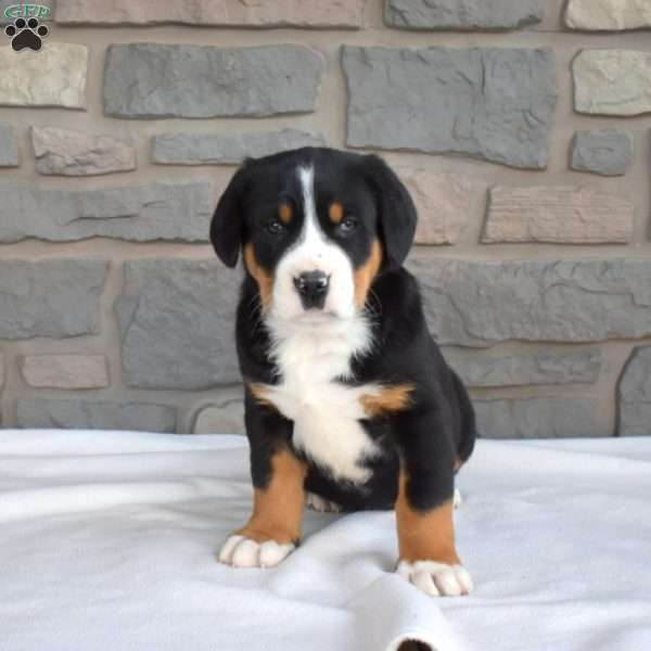 Dakota, Greater Swiss Mountain Dog Puppy