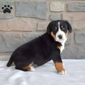 Dakota, Greater Swiss Mountain Dog Puppy