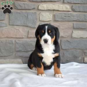 Dakota, Greater Swiss Mountain Dog Puppy