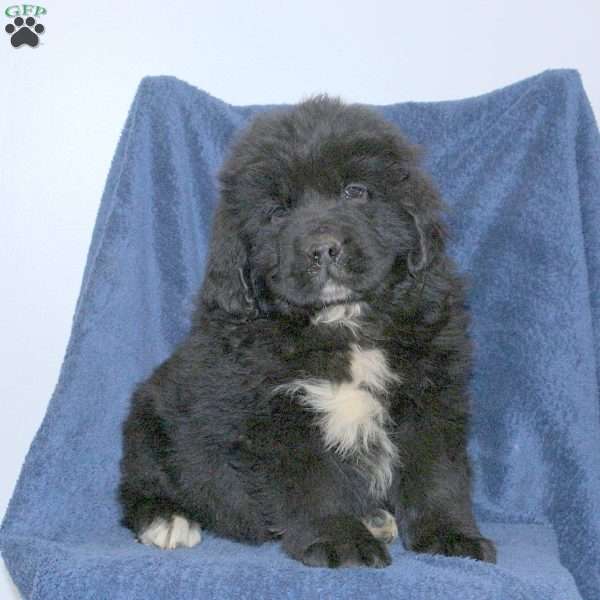 Dale, Newfoundland Puppy