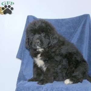 Dale, Newfoundland Puppy