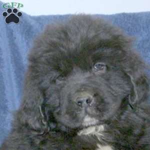 Dale, Newfoundland Puppy