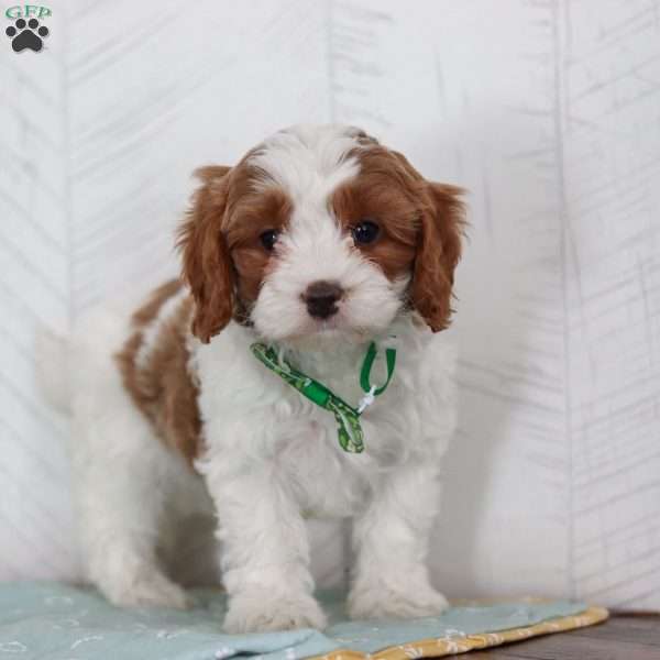 Dallas, Cavapoo Puppy