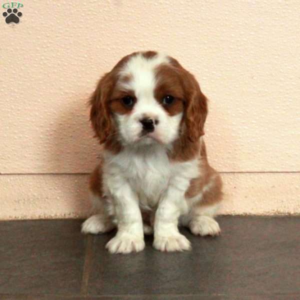 Dalton, Cavalier King Charles Spaniel Puppy