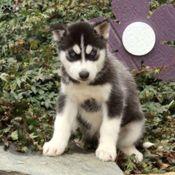 Dalton, Siberian Husky Puppy