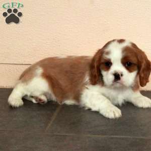 Dalton, Cavalier King Charles Spaniel Puppy