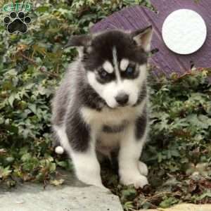 Dalton, Siberian Husky Puppy