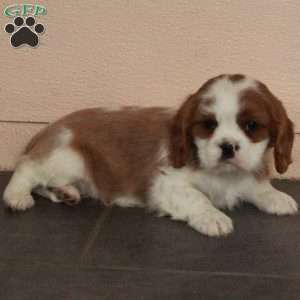 Dalton, Cavalier King Charles Spaniel Puppy