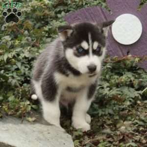 Dalton, Siberian Husky Puppy