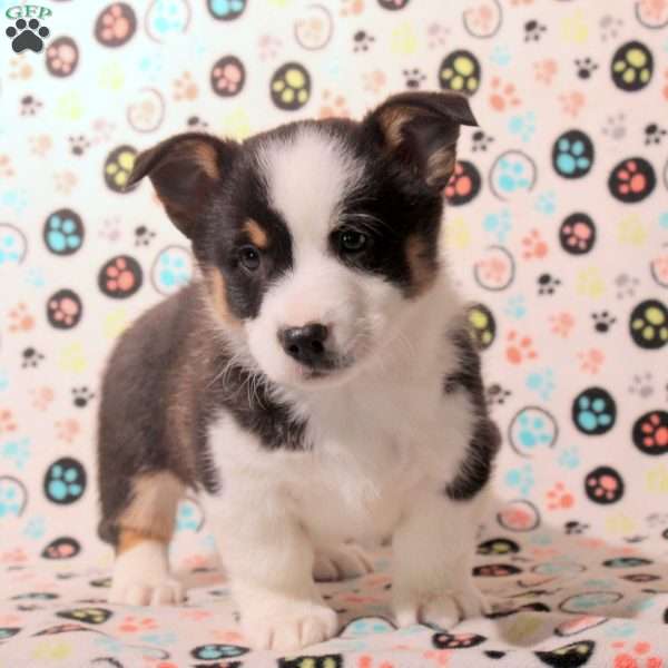 Damian, Pembroke Welsh Corgi Puppy