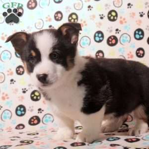 Damian, Pembroke Welsh Corgi Puppy