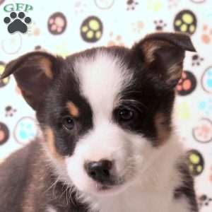 Damian, Pembroke Welsh Corgi Puppy