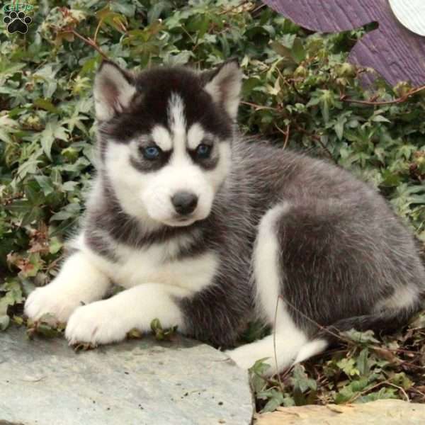 Dana, Siberian Husky Puppy