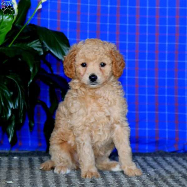 Dana, Mini Goldendoodle Puppy