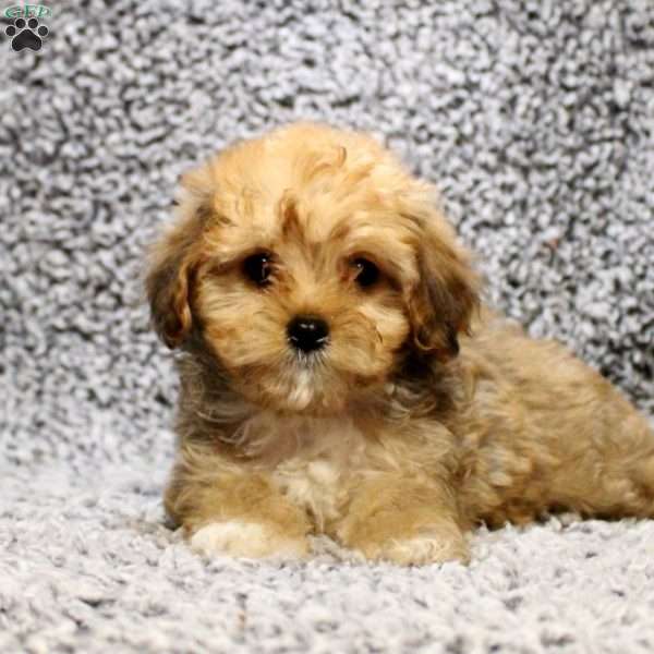 Dana, Cavapoo Puppy