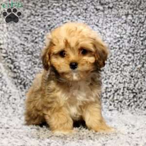 Dana, Cavapoo Puppy