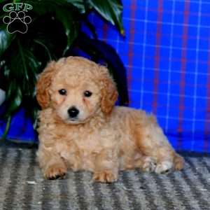 Dana, Mini Goldendoodle Puppy