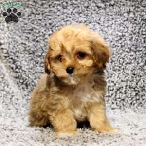 Dana, Cavapoo Puppy