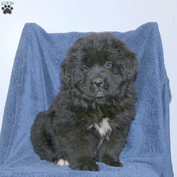 Dandy, Newfoundland Puppy