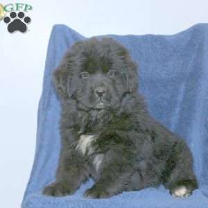 Dandy, Newfoundland Puppy