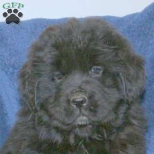 Dandy, Newfoundland Puppy