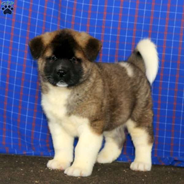 Dandy, Akita Puppy