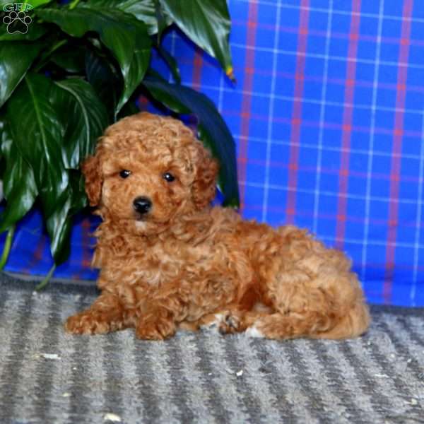 Danielle, Mini Goldendoodle Puppy