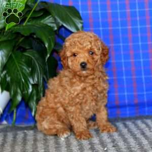 Danielle, Mini Goldendoodle Puppy