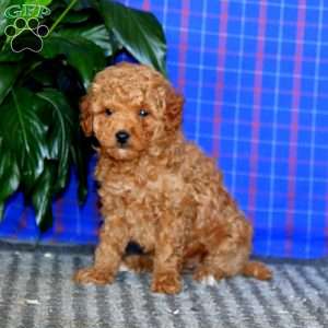 Danielle, Mini Goldendoodle Puppy