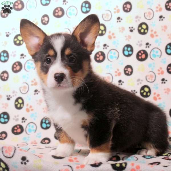 Dante, Pembroke Welsh Corgi Puppy