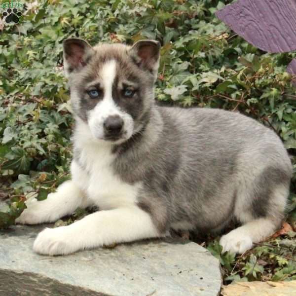 Dante, Siberian Husky Puppy