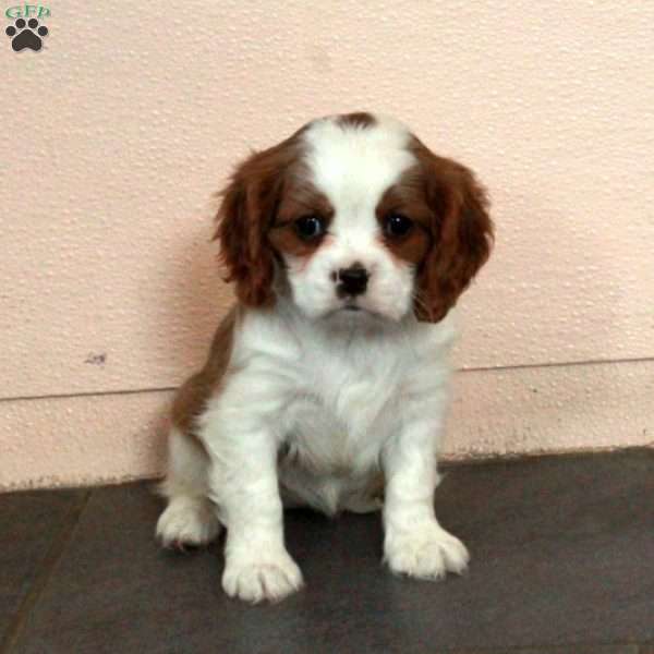 Daphne, Cavalier King Charles Spaniel Puppy