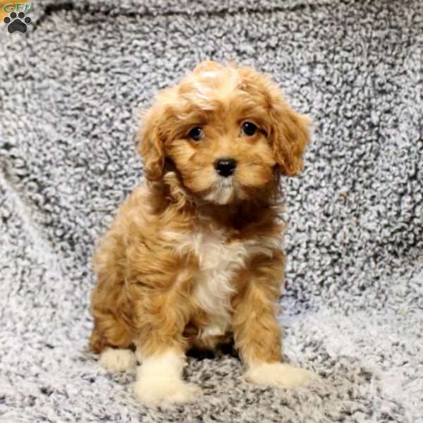 Darcie, Cavapoo Puppy