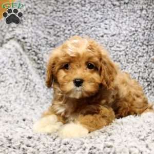 Darcie, Cavapoo Puppy