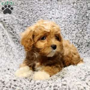 Darcie, Cavapoo Puppy