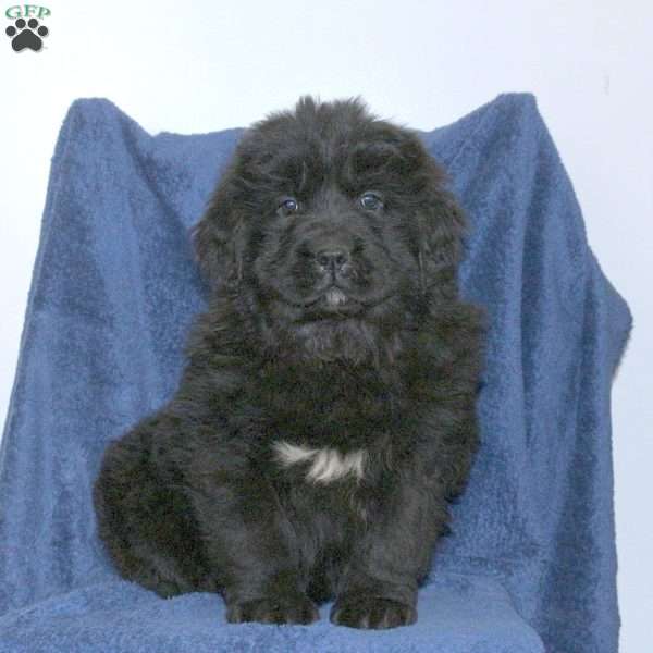 Darcy, Newfoundland Puppy