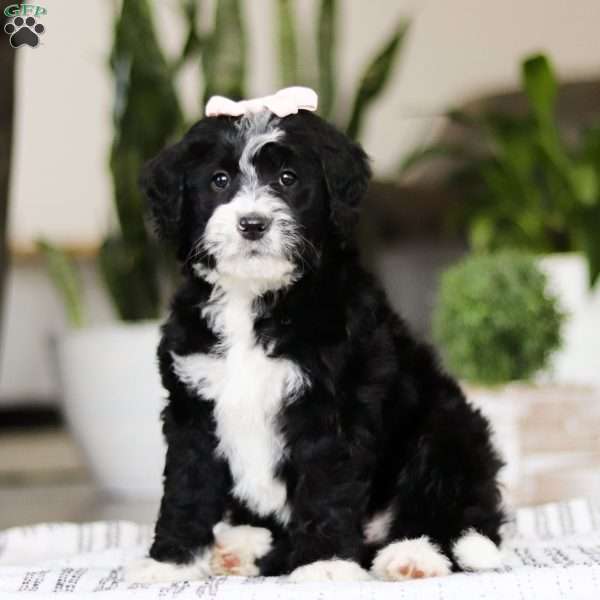 Darla, Bernedoodle Puppy